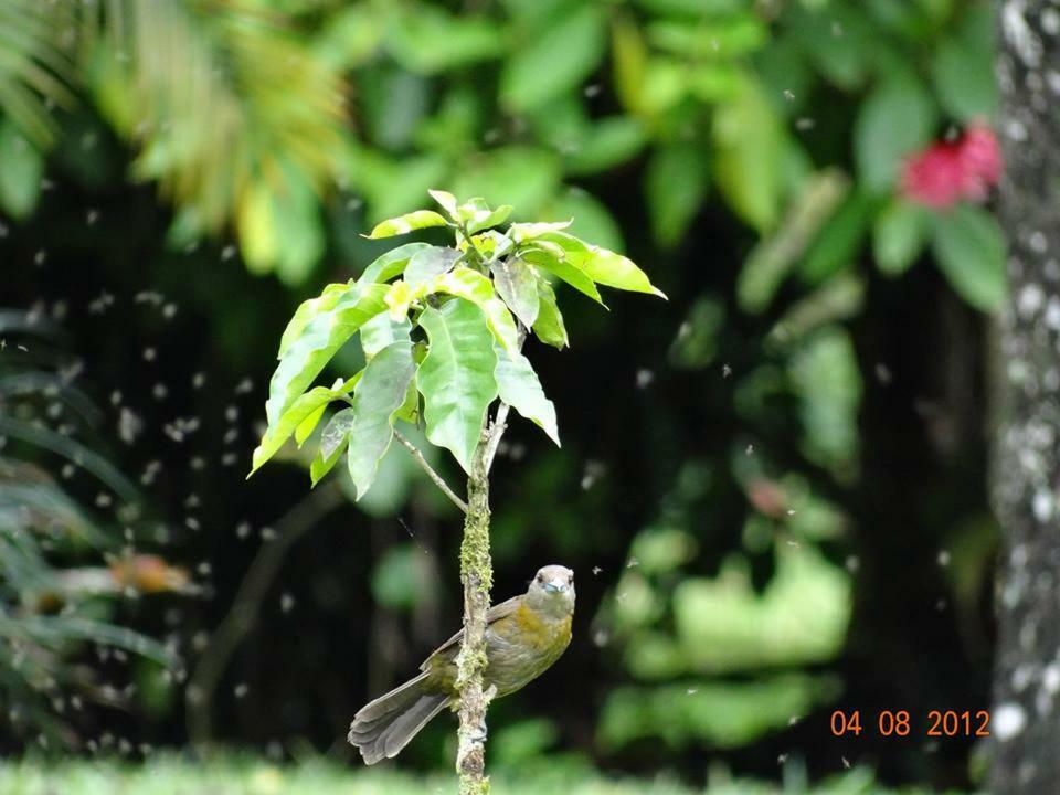 La Fortuna Hotel Tangara Arenal B&B المظهر الخارجي الصورة